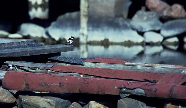Sepelsieppo, Collared Flycatcher, Ficedula albicollis